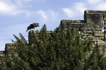 Young Andean condor (Vultur gryphus) on the castle wall