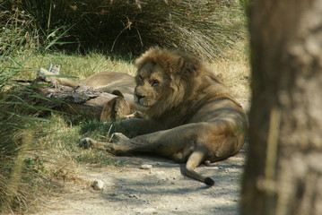 Lion lionne