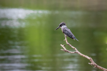 A Kingfisher (Alcedinidae) perched on branch overlooking Lake Hefner in Oklahoma City