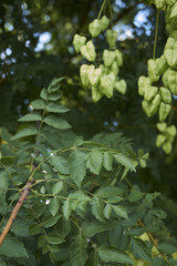 Koelreuteria paniculata