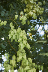 Obraz premium Koelreuteria paniculata