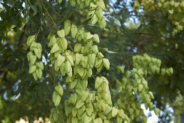 Koelreuteria paniculata