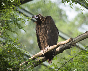 Nature and Animals