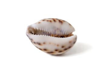 Porcelain shell