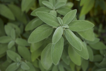 Salvia officinalis