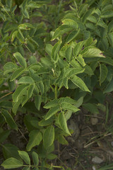 Fototapeta premium Solanum tuberosum