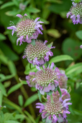 Close up of Monarda Bee Balm blossoms in a backyard wildflower garden