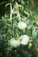 green ripe tomato isolated