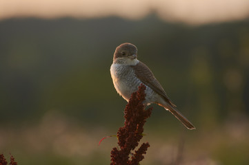 Red-backed shrike (Lanius collurio), sitting on a branch in a meadow in the evening light. Observation of birds against the background of green grasses. Warm summer day in nature.