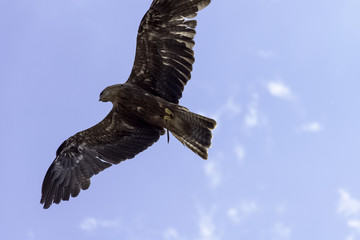 Flying red kite (Milvus milvus)