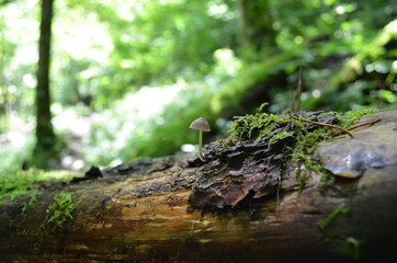Pilz auf Stamm