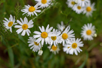 White daisies in the Park
