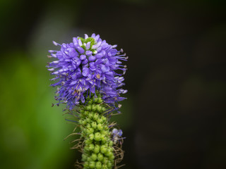 Botanical Garden of Montreal
