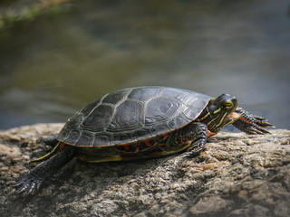 Botanical Garden of Montreal