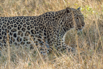 Leopardo / Leopard (Panthera pardus)