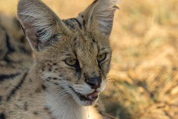 Serval (Leptailurus serval)