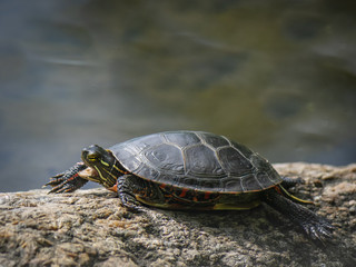 Botanical Garden of Montreal