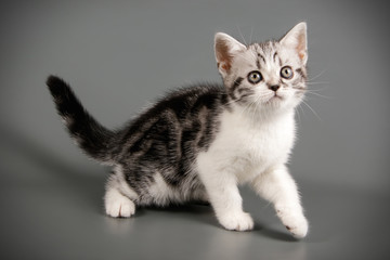 American Shorthair cat