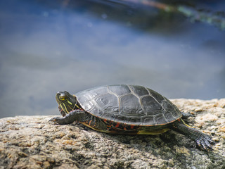Botanical Garden of Montreal