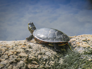 Obraz premium Botanical Garden of Montreal