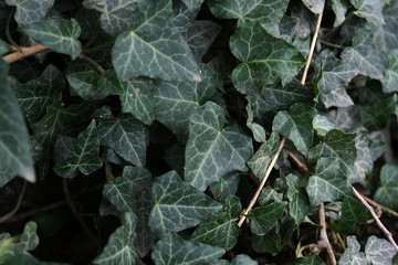 Ivy Wall