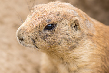Cão da Pradaria / Black-Tailed Prairie Dog (Cynomys ludovicianus)