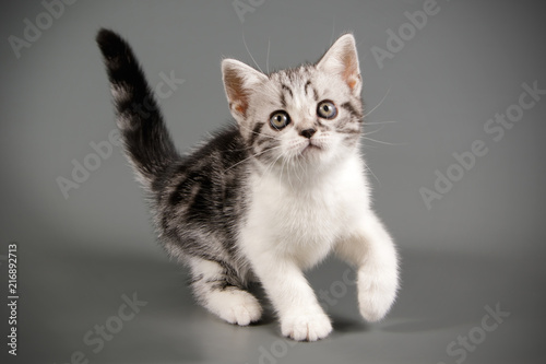 American Shorthair Cat Stock Photo And Royalty Free Images On