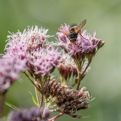 Fly is busy on the flower