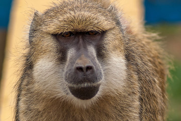 Babuíno Oliva / Olive Baboon (Papio anubis)