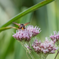 Fly is busy on the flower