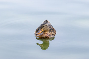 Duck in the water