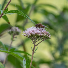 Fly is busy on the flower