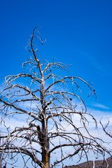 Tree and sky background