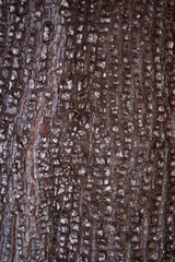 Wood detail background