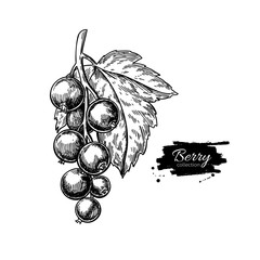 Black currant vector drawing. Isolated berry branch sketch on wh