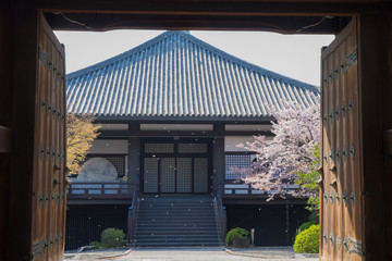 Sakura trees blooming and the petals of Sakura flowers are flown by the wind in the yard of an old traditional Japanese building in Kyoto. Shot through ancient wooden gates