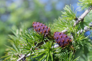 Fototapeta premium Branch with cones of European larch (Larix decidua).