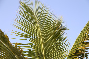 Beautiful leaves of the palm