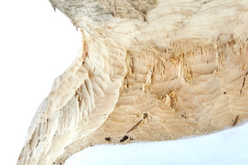 The consequence of the invasion of beavers. traces of beaver teeth on wood. gambling tree. closeup. texture. selective focus