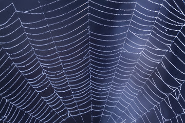 Spider web with dew drops on the blue background closeup early in the morning