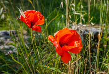 Poppies Closeup