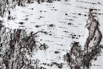 birch tree bark details. closeup. background or texture