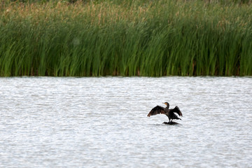 Cormorant
