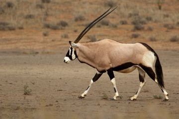 The gemsbok or gemsbuck (Oryx gazella) is walking in the middle of dry river bed in the desert