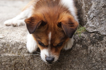 Perro tibetan spaniel blanco y marrón joven tumbado en escalón de piedra mirando curioso hacia abajo en día nublado. Mascota de raza asiática pequeña, pelaje pomposo, suave descansando en terraza. - Powered by Adobe