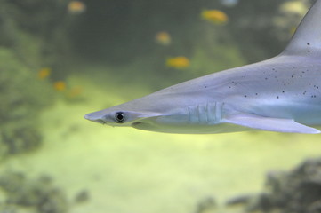 Undersea world. Diving. Aquarium, aquarium, fish, corals, sharks, aquarium fish, algae
