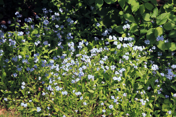 Forget-me-not flowers on the flower bed as a floral background