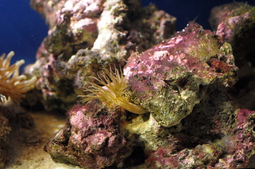 Undersea world. Diving. Aquarium, aquarium, fish, corals, sharks, aquarium fish, algae