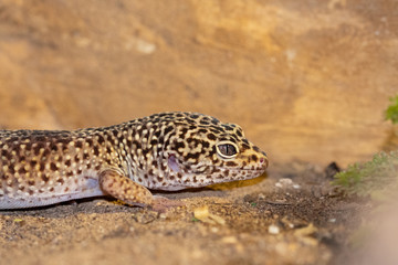 Leopard Gecko