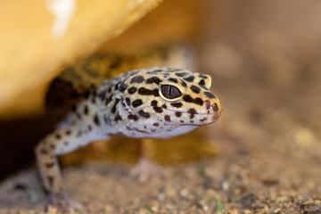 Leopard gecko
